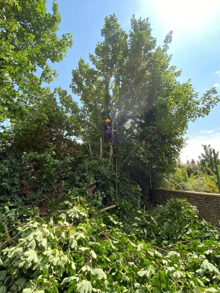 This is a photo of an overgrown garden, where the trees are being felled. There is a tree surgeon standing on the tree cutting the branches off, and there are lots of branches below him that have already been felled. Photo taken by Stowmarket Tree Surgeons.