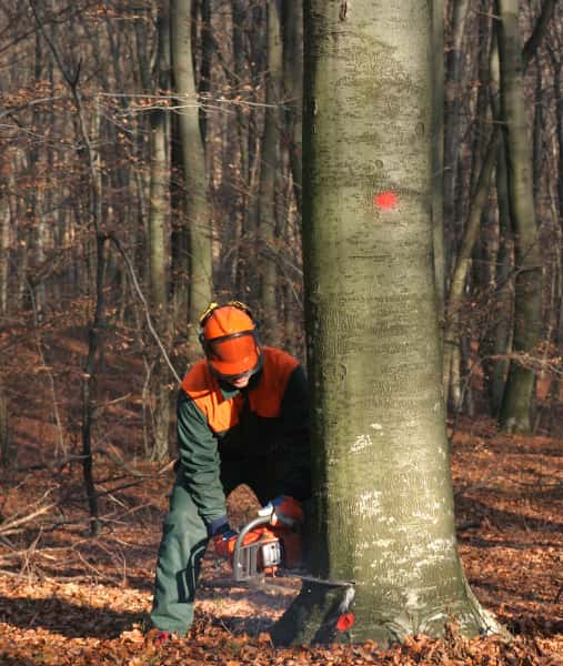 This is a photo of a tree surgeon cutting into the base of a large tree which is being felled. He is using a petrol chainsaw. The tree is about sixty inches wide. Photo taken by Stowmarket Tree Surgeons.