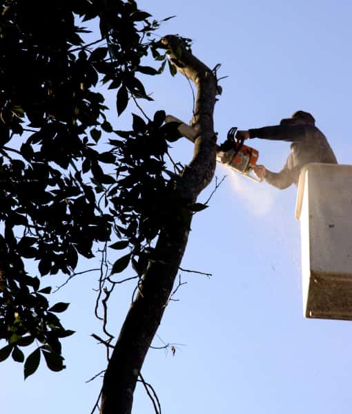 This is a photo of an arborist up a cherry picker, carrying out tree pruning. Photo taken by Stowmarket Tree Surgeons.