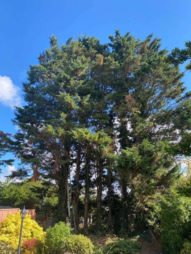 This is a photo of a garden with eight massive trees at the end of the garden. The tree surgeon is just starting work, and is carrying out a mixture of tree pruning, and crown reduction. Photo taken by Stowmarket Tree Surgeons.