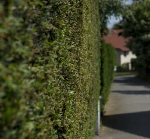 This is a photo of hedge cutting running along the front of a house and the road is also visible. Photo taken by Stowmarket Tree Surgeons.