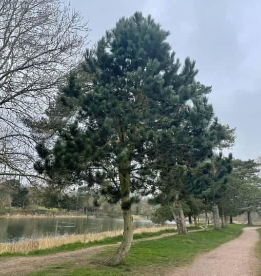 This is a photo of a well groomed tree located in a park, there is a path to the right hand side, and a lake to the left hand side. Photo taken by Stowmarket Tree Surgeons.