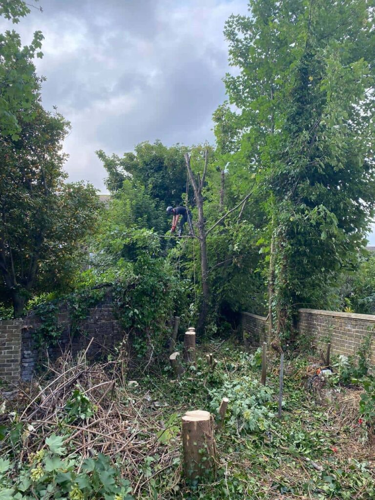This is a photo of an overgrown garden, where the trees are being felled. Four large trees have already been felled, and there is a tree surgeon standing on the final one, about to cut it down. Photo taken by Stowmarket Tree Surgeons.