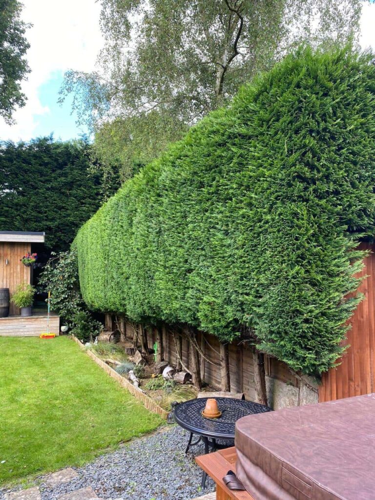 This is a photo of a hedge that has just been trimmed in a garden. The hedge is about 10 Metres long and runs along the right hand side along the garden iteslf. Photo taken by Stowmarket Tree Surgeons.