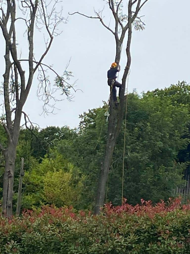 This is a photo of a professional tree surgeon who has climbed a tree, and is removing limbs from it. He is removing the tree completely in sections. Photo taken by Stowmarket Tree Surgeons.