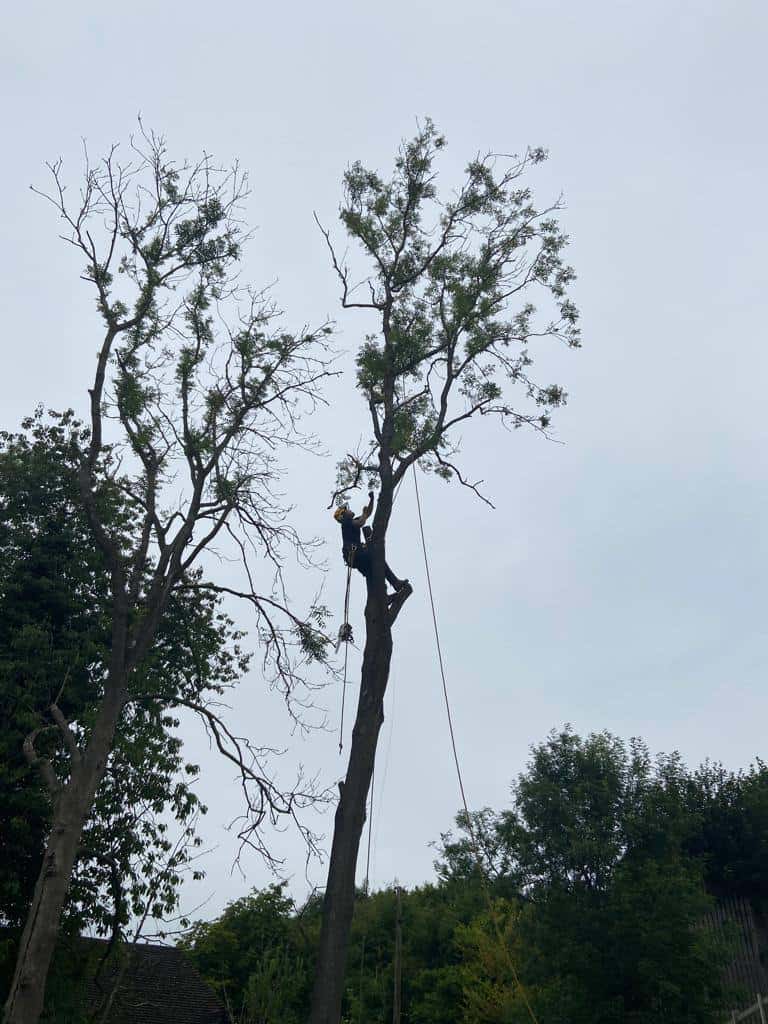 This is a photo of a professional tree surgeon who has climbed a tree, and is removing limbs from it. He is removing the tree completely in sections. Photo taken by This is a photo of a professional tree surgeon who has climbed a tree, and is removing limbs from it. He is removing the tree completely in sections. Photo taken by Stowmarket Tree Surgeons.