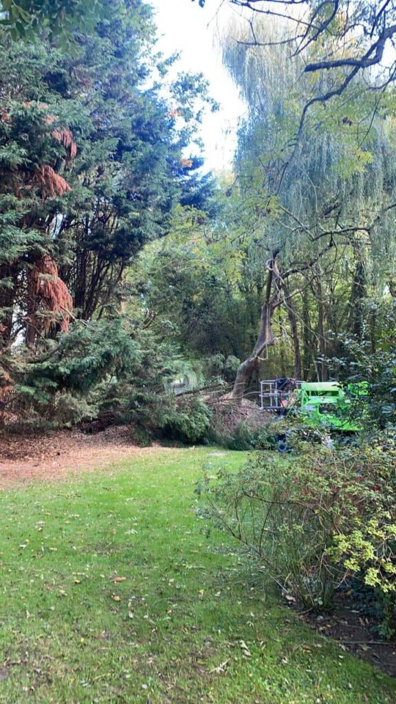 This is a photo of an overgrown garden, with many large trees at the end of it which are being felled. There is a cherry picker in the photo which is being used to gain access. Photo taken by Stowmarket Tree Surgeons.